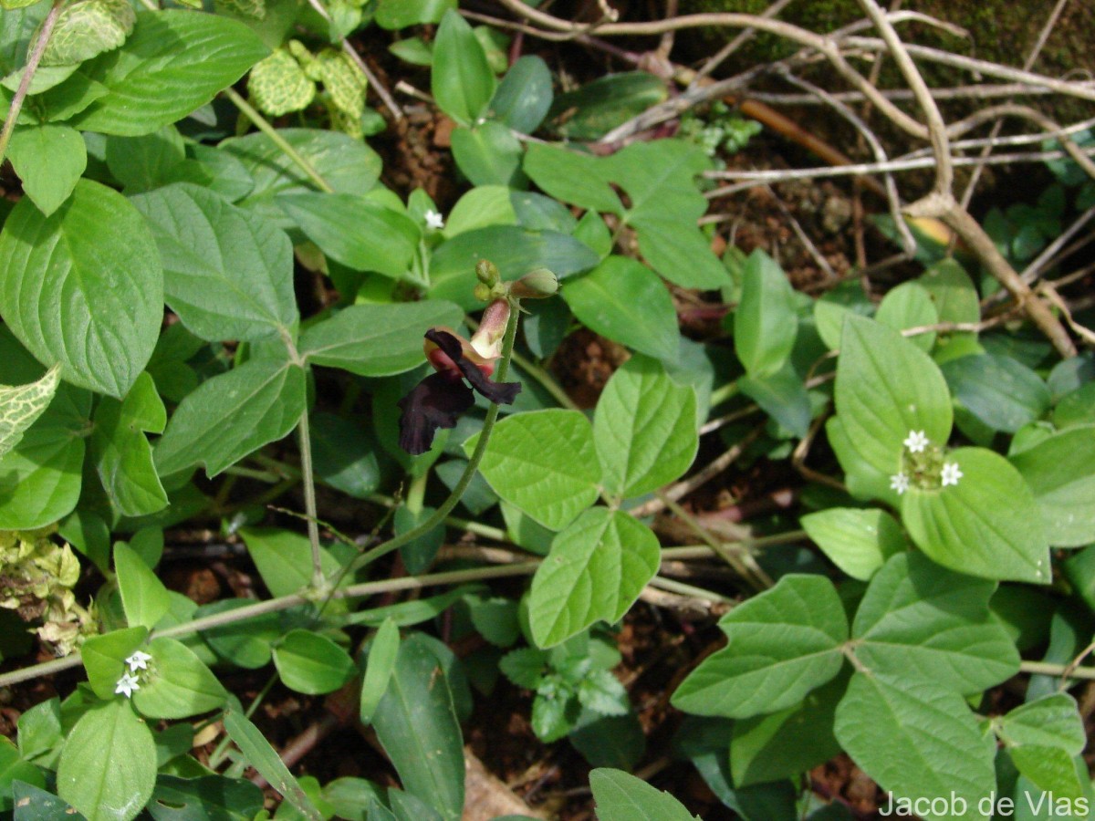 Macroptilium atropurpureum (DC.) Urb.